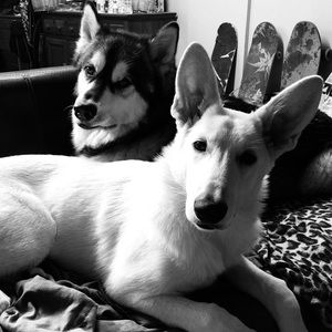 Meet your Posher, Travis